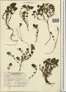 Thymus nummularius M.Bieb., Caucasus, Stavropol Krai, Karachay-Cherkessia & Kabardino-Balkaria (K1b) (Russia)