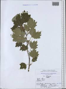 Populus alba L., Caucasus, North Ossetia, Ingushetia & Chechnya (K1c) (Russia)