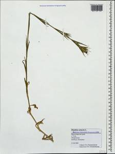 Dianthus armeria L., Caucasus, Black Sea Shore (from Novorossiysk to Adler) (K3) (Russia)