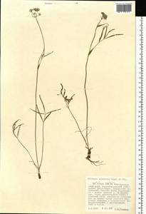 Tilingia ajanensis Regel & Tiling, Siberia, Russian Far East (S6) (Russia)