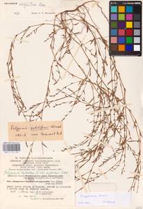 Polygonum neglectum Besser, Eastern Europe, Central region (E4) (Russia)