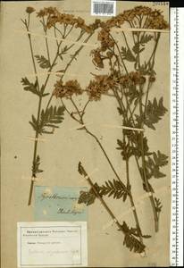 Tanacetum corymbosum subsp. corymbosum, Eastern Europe, South Ukrainian region (E12) (Ukraine)
