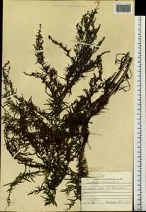 Artemisia dracunculus L., Siberia, Altai & Sayany Mountains (S2) (Russia)