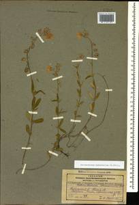 Helianthemum nummularium (L.) Mill., Caucasus, Dagestan (K2) (Russia)
