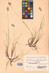 Anthoxanthum monticola (Bigelow) Veldkamp, Siberia, Chukotka & Kamchatka (S7) (Russia)