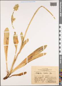 Swertia lactea A. Bunge, Middle Asia, Pamir & Pamiro-Alai (M2) (Tajikistan)