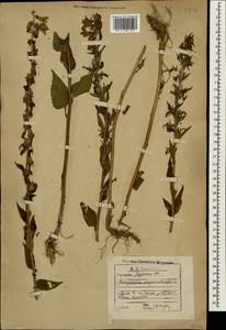 Campanula rapunculoides L., Caucasus, Georgia (K4) (Georgia)