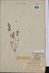Clinopodium acinos (L.) Kuntze, Western Europe (EUR) (Sweden)