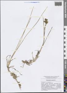 Scheuchzeria palustris L., Eastern Europe, Middle Volga region (E8) (Russia)