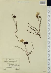 Rubus chamaemorus L., Eastern Europe, Northern region (E1) (Russia)