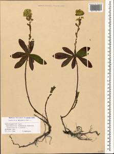 Euphorbia amygdaloides L., Caucasus, Black Sea Shore (from Novorossiysk to Adler) (K3) (Russia)