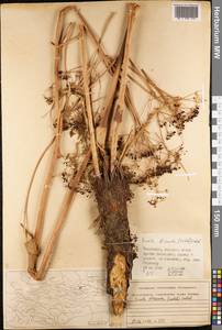 Ferula dissecta (Ledeb.) Ledeb., Middle Asia, Northern & Central Tian Shan (M4) (Kazakhstan)