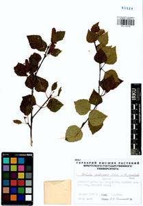 Betula pendula × pubescens, Siberia, Baikal & Transbaikal region (S4) (Russia)