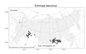Echinops davuricus Fisch. ex DC., Atlas of the Russian Flora (FLORUS) (Russia)