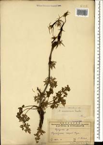 Eryngium caucasicum Trautv., Caucasus, Azerbaijan (K6) (Azerbaijan)