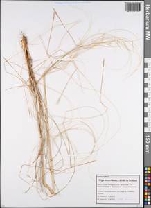 Stipa borysthenica Klokov ex Prokudin, Eastern Europe, Belarus (E3a) (Belarus)