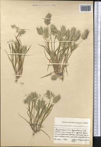 Eremopyrum bonaepartis (Spreng.) Nevski, Middle Asia, Caspian Ustyurt & Northern Aralia (M8) (Kazakhstan)