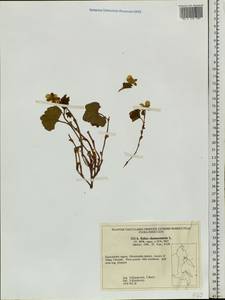 Rubus chamaemorus L., Siberia, Chukotka & Kamchatka (S7) (Russia)