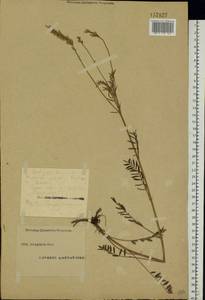Onobrychis arenaria (Kit.) DC., Eastern Europe, Eastern region (E10) (Russia)