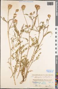 Astragalus onobrychis L., Eastern Europe, North Ukrainian region (E11) (Ukraine)