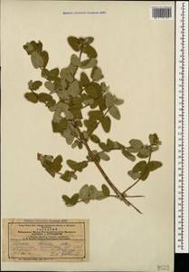 Lonicera iberica M. Bieb., Caucasus, Azerbaijan (K6) (Azerbaijan)
