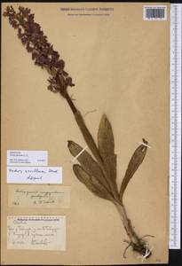 Orchis mascula (L.) L., Caucasus, Stavropol Krai, Karachay-Cherkessia & Kabardino-Balkaria (K1b) (Russia)