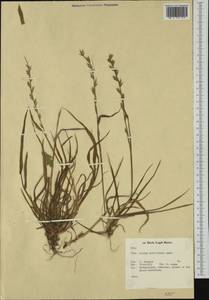 Lolium multiflorum Lam., Western Europe (EUR) (Netherlands)