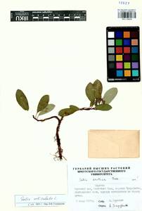 Salix reticulata, Siberia, Baikal & Transbaikal region (S4) (Russia)