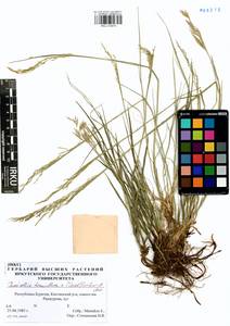 Puccinellia tenuiflora (Griseb.) Scribn. & Merr., Siberia, Baikal & Transbaikal region (S4) (Russia)
