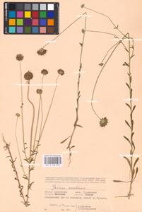 Jasione montana L., Eastern Europe, Western region (E3) (Russia)