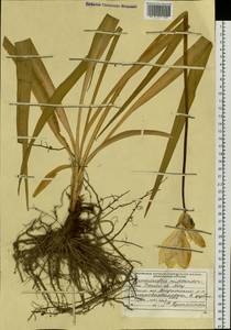 Hemerocallis middendorffii Trautv. & C.A.Mey., Siberia, Russian Far East (S6) (Russia)