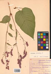 Persicaria orientalis (L.) Spach, Siberia, Russian Far East (S6) (Russia)