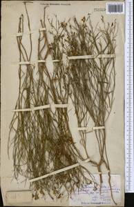 Linaria odora (M.Bieb.) Fisch., Middle Asia, Northern & Central Kazakhstan (M10) (Kazakhstan)