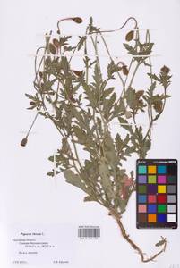 Papaver rhoeas L., Eastern Europe, Central region (E4) (Russia)