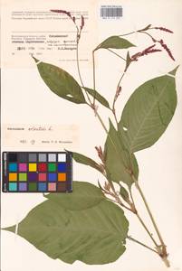 Persicaria orientalis (L.) Spach, Eastern Europe, Lower Volga region (E9) (Russia)