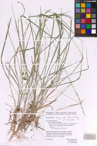 Brachypodium peregrinum Stanisl. & Tzvelev, Eastern Europe, Central region (E4) (Russia)