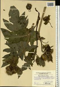 Cirsium oleraceum (L.) Scop., Eastern Europe, Volga-Kama region (E7) (Russia)