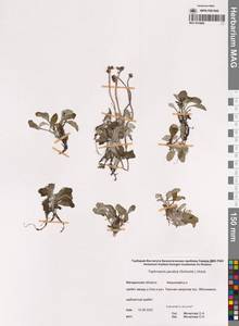 Tephroseris jacutica (Schischk.) Holub, Siberia, Chukotka & Kamchatka (S7) (Russia)