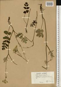 Pimpinella saxifraga L., Eastern Europe, West Ukrainian region (E13) (Ukraine)