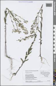 Camelina sativa (L.) Crantz, Eastern Europe, Central region (E4) (Russia)