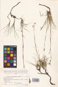 Eremogone saxatilis (L.) Ikonn., Eastern Europe, Western region (E3) (Russia)