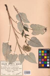 Saussurea controversa DC., Eastern Europe, Eastern region (E10) (Russia)