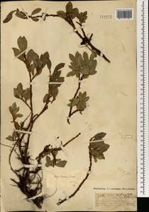 Salix arctica subsp. torulosa (Ledeb.) Hultén, Mongolia (MONG) (Mongolia)