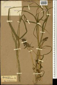 Elymus caninus (L.) L., Caucasus, Stavropol Krai, Karachay-Cherkessia & Kabardino-Balkaria (K1b) (Russia)