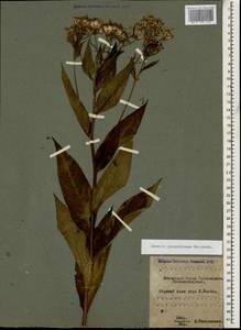 Senecio propinquus Schischk., Caucasus, Krasnodar Krai & Adygea (K1a) (Russia)