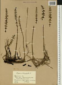 Hippuris tetraphylla L. fil., Eastern Europe, Northern region (E1) (Russia)