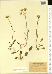 Tephroseris subfrigida (Kom.) Holub, Siberia, Chukotka & Kamchatka (S7) (Russia)