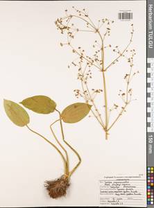 Alisma plantago-aquatica L., Eastern Europe, Central region (E4) (Russia)