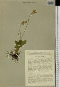 Primula cortusoides L., Siberia, Altai & Sayany Mountains (S2) (Russia)