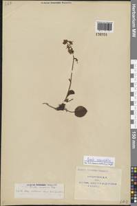 Pyrola rotundifolia L., Siberia, Yakutia (S5) (Russia)